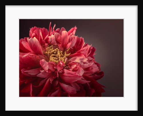 Peony flower by Assaf Frank